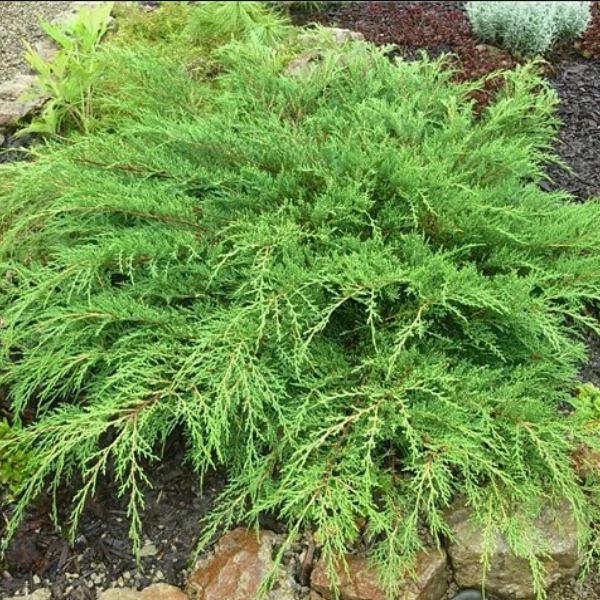 Микробиота перекрестнопарная