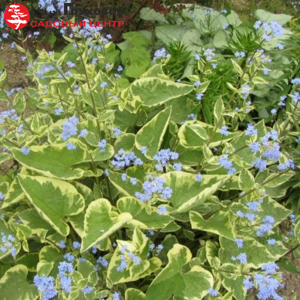 Бруннера крупнолистная Хадспен Крим