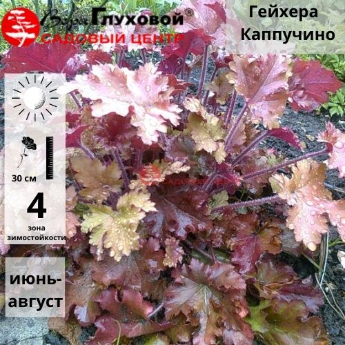 Гейхера Каппучино