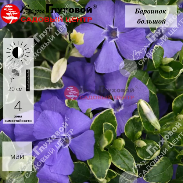 Variegata Variegata