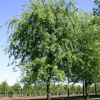 Клен серебристый (Acer saccharinum) 250-300 С15 БАл/25
