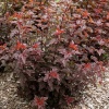Пузыреплодник калинолистный (Physocarpus opulifolius) Леди ин Рэд С3 СП/25