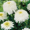 Нивяник великолепный (Leucanthemum superbum) Фиона Гогхилл С2 ГлХ/26