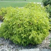 Дерен белый (Cornus alba) Аурея С3 СП/24